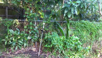 Survey prism pole set within dense, overgrown residential backyard vegetation, capturing detail level survey data among trees, shrubs and boundary fencing
